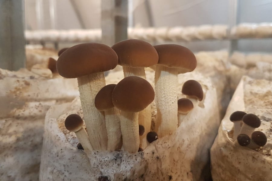 piopinno-mushroom