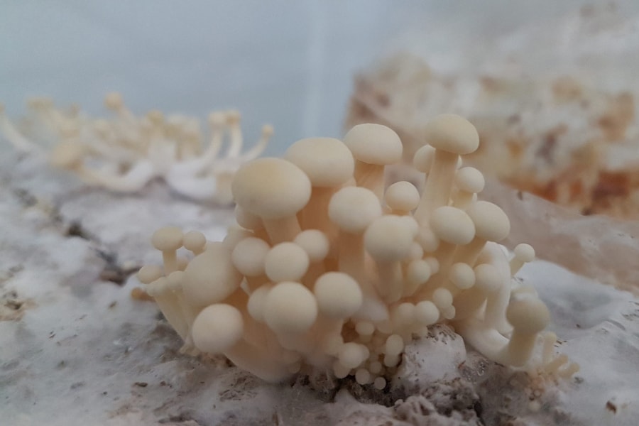 enoki-mushroom-growing