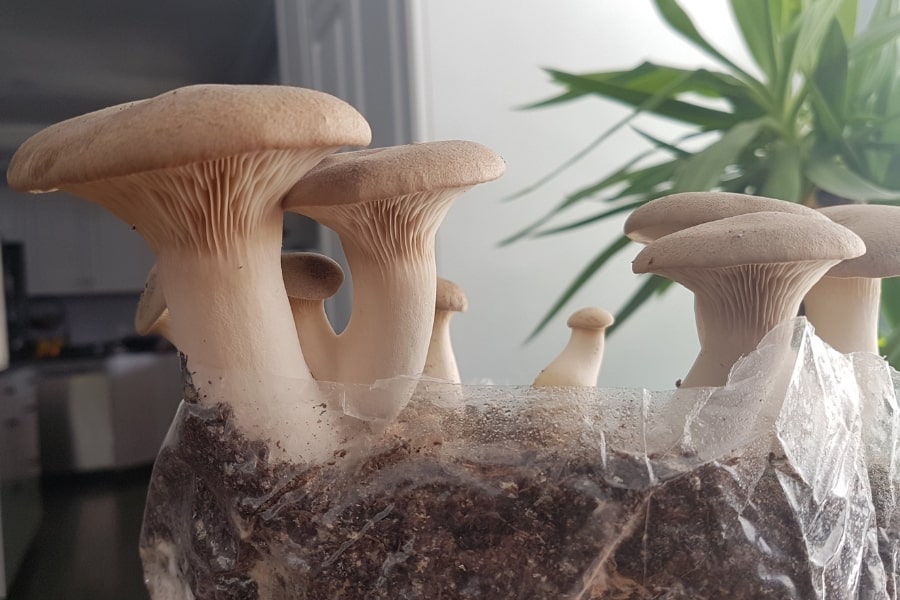 king-oyster-mushroom-block