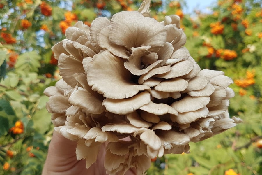 maitake mushroom