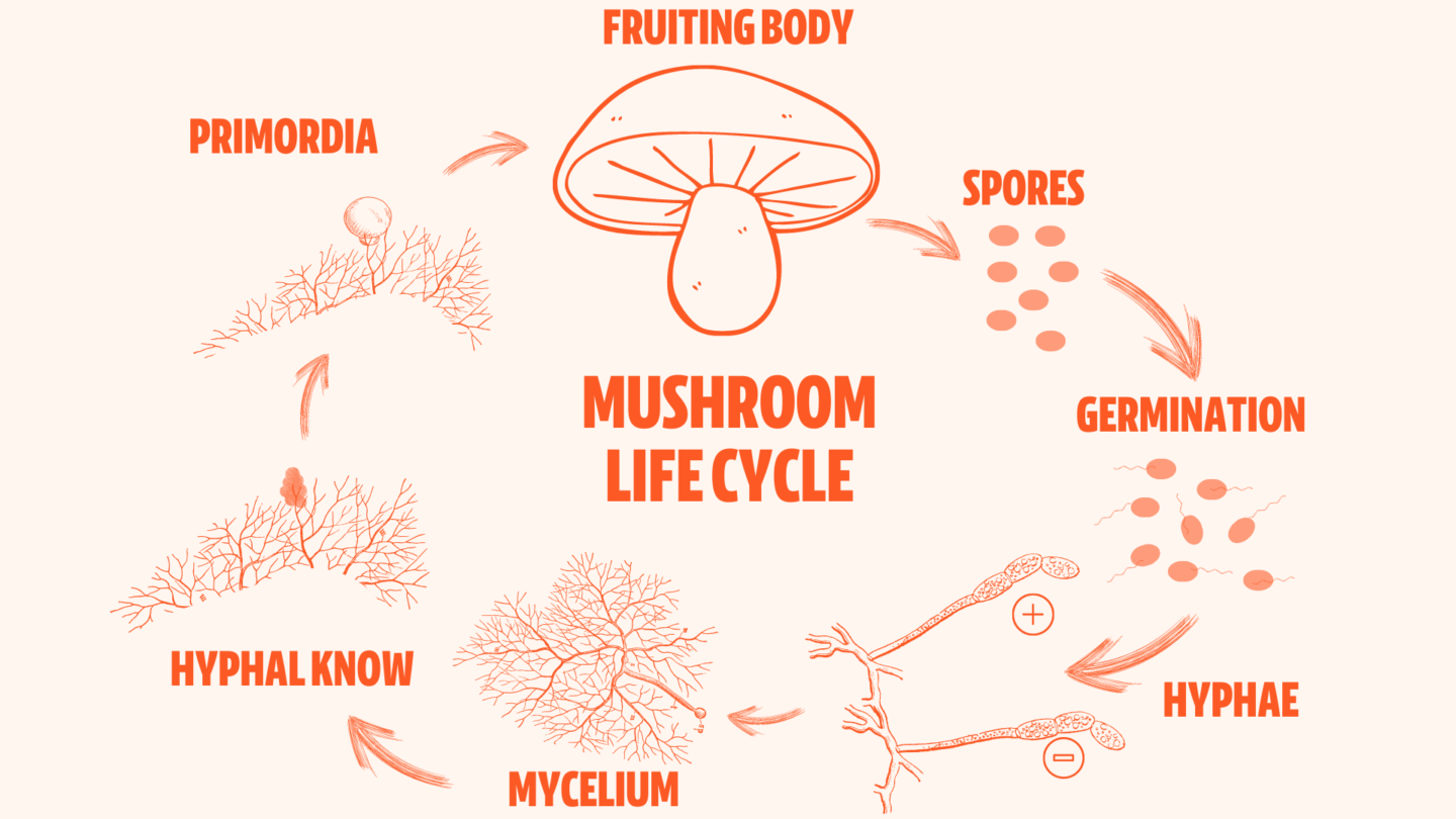 What Is Myceliated Grain or Mycelial Biomass? - FreshCap Mushrooms