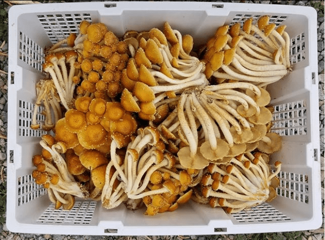 chestnut-mushroom-pholiota-adiposa