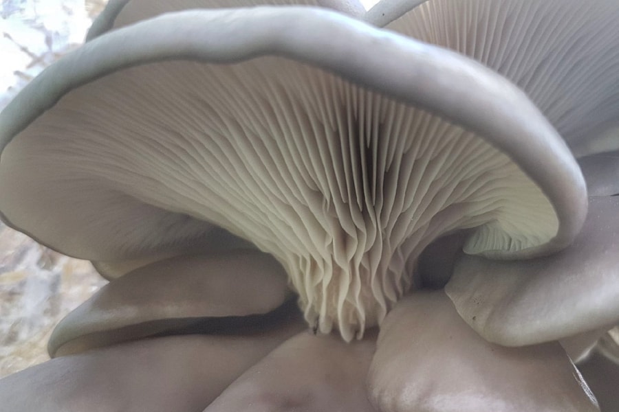 oyster-mushroom-cap