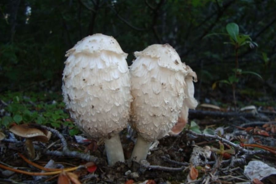 shaggy-mane-mushroom