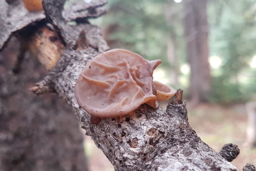 wood-ear-mushroom