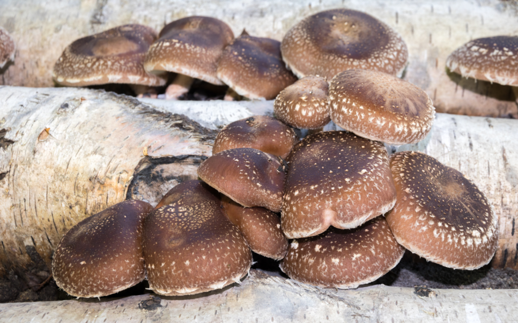 shiitake mushrooms growing