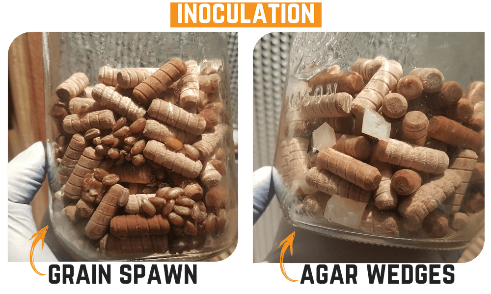 Wooden Dowels - Inoculated - Irish Gourmet Mushrooms