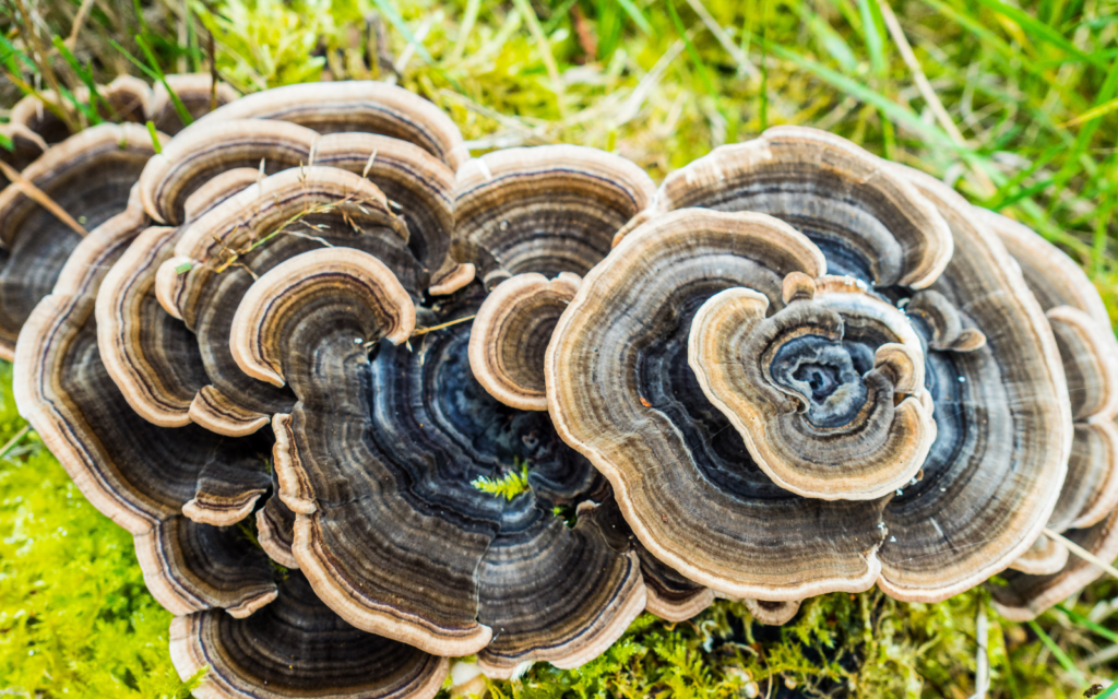 smoked-turkey-tails-archives-stahl-meyer-foods-inc