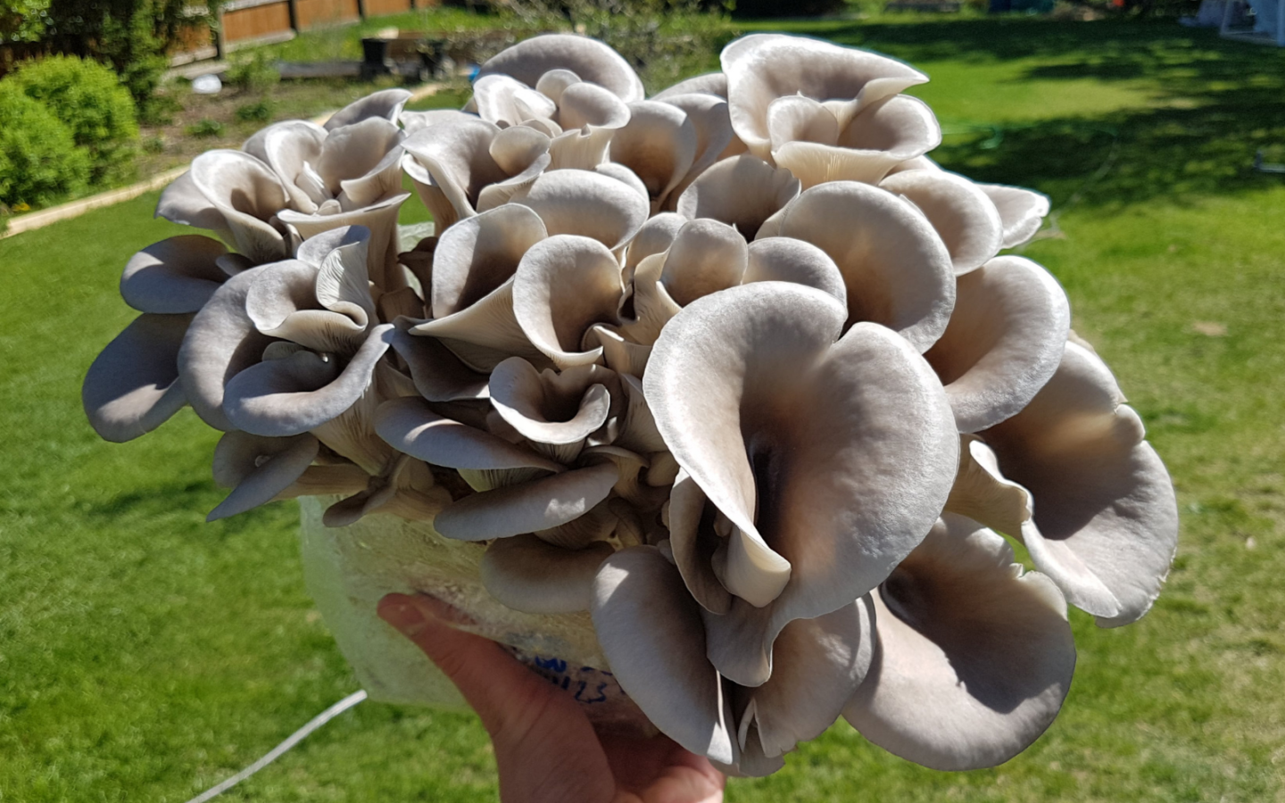 Grey Dove Oyster Mushroom Organic Grain Spawn for substrates