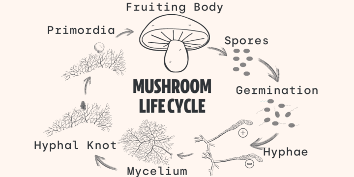 How To Grow Oyster Mushrooms - FreshCap Mushrooms