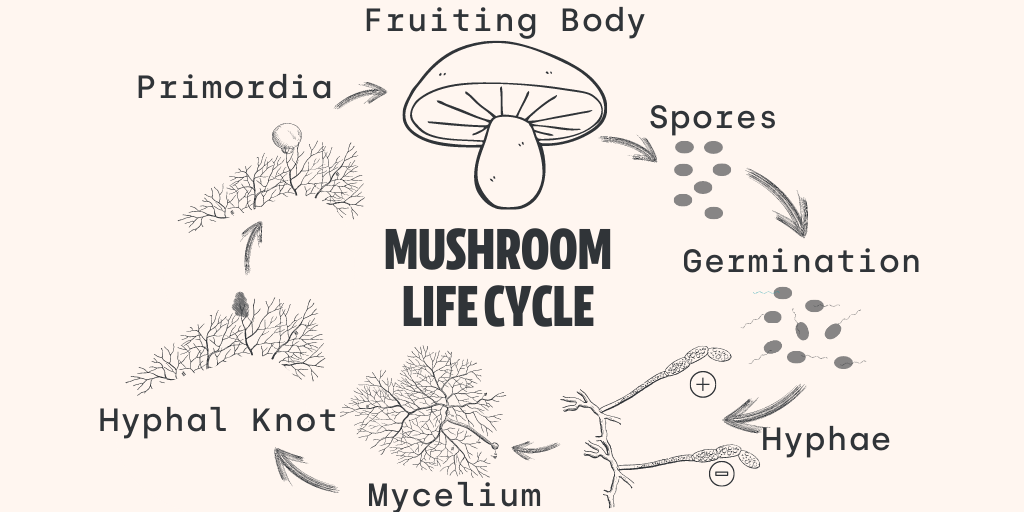 mushroom spore grow bag