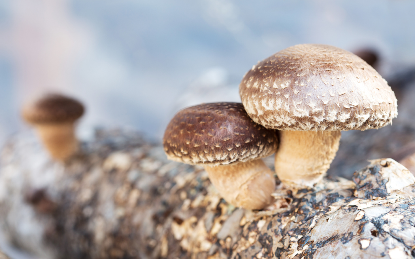 A Guide To The Health Benefits Of Shiitake Mushrooms FreshCap Mushrooms