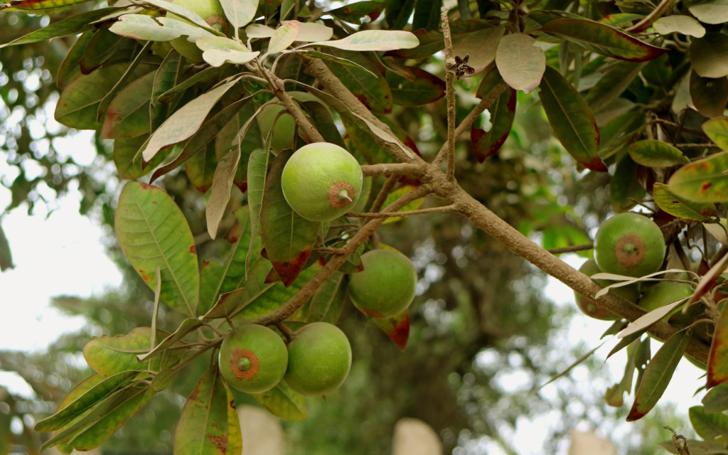 What Is Lucuma Fruit? Benefits and More - FreshCap Mushrooms