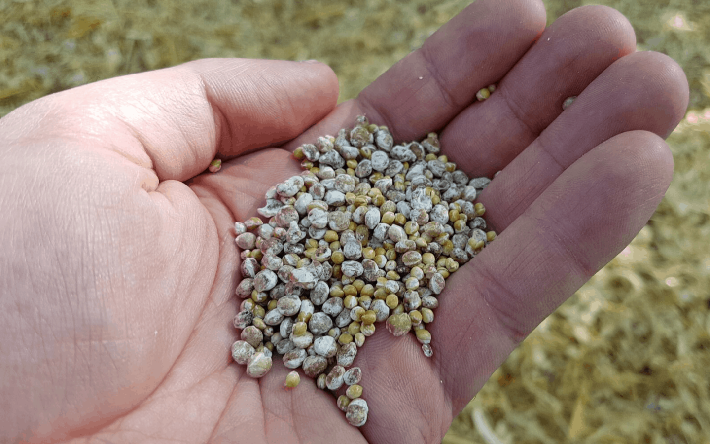 Different Types Of Grain Spawn FreshCap Mushrooms