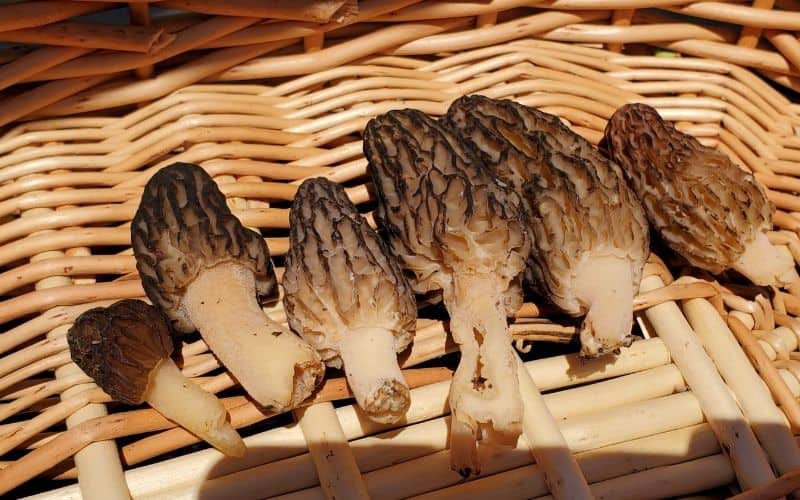 basket-of-morel-mushrooms