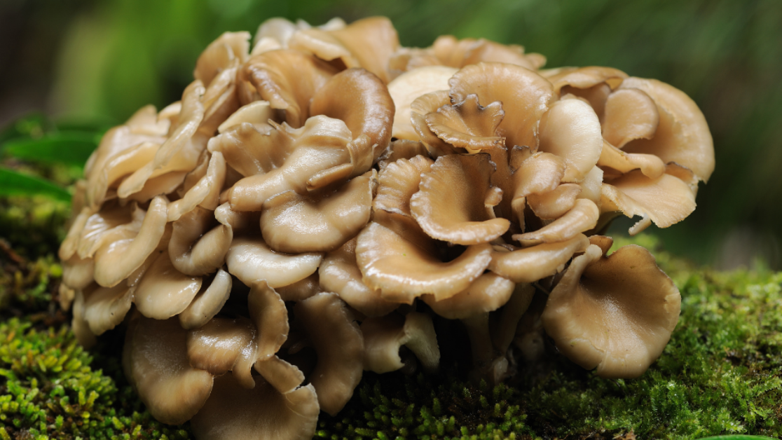 Health Benefits of Maitake: What You Need to Know About This Medicinal