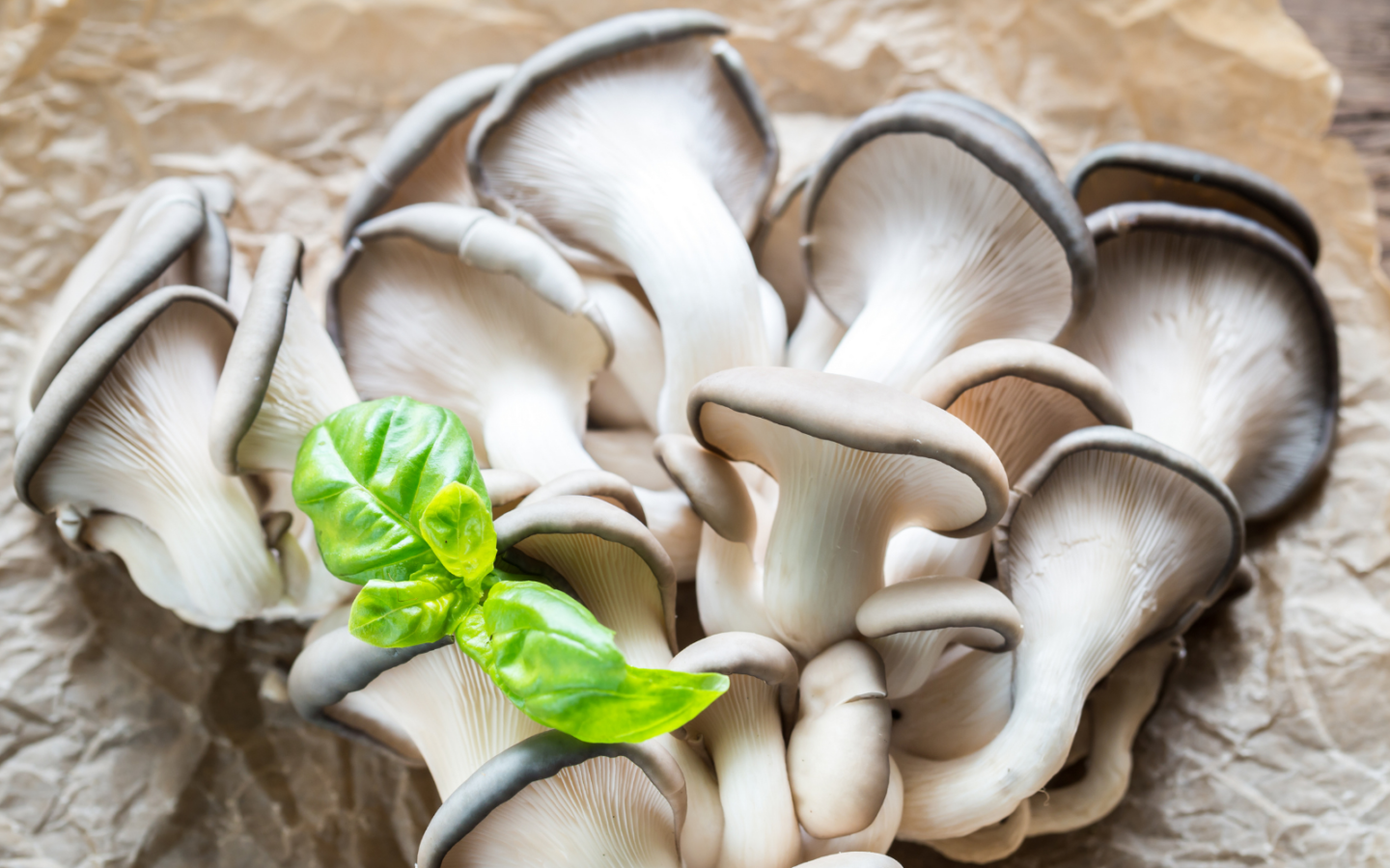 8 Incredible Oyster Mushroom Benefits for Immune Health FreshCap