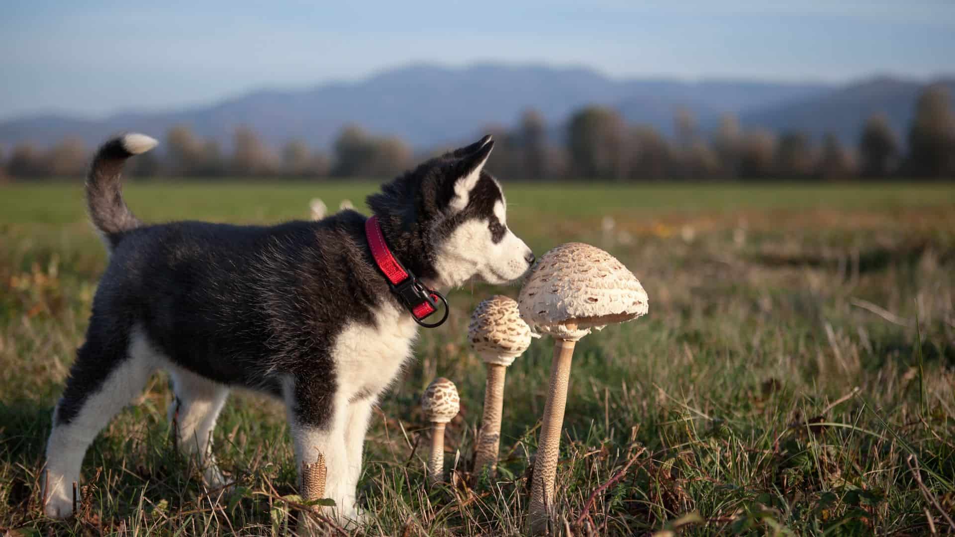 can dogs take mushrooms?
