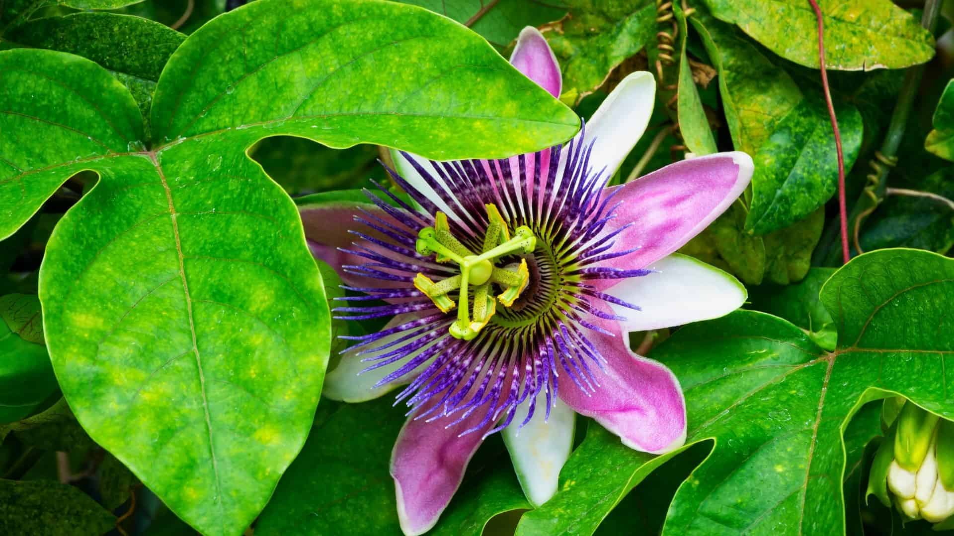 passionflower 