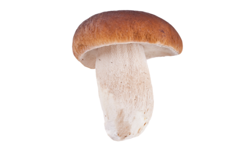 Are Mushrooms FODMAP Friendly? It's Not That Simple. Here's Why ...