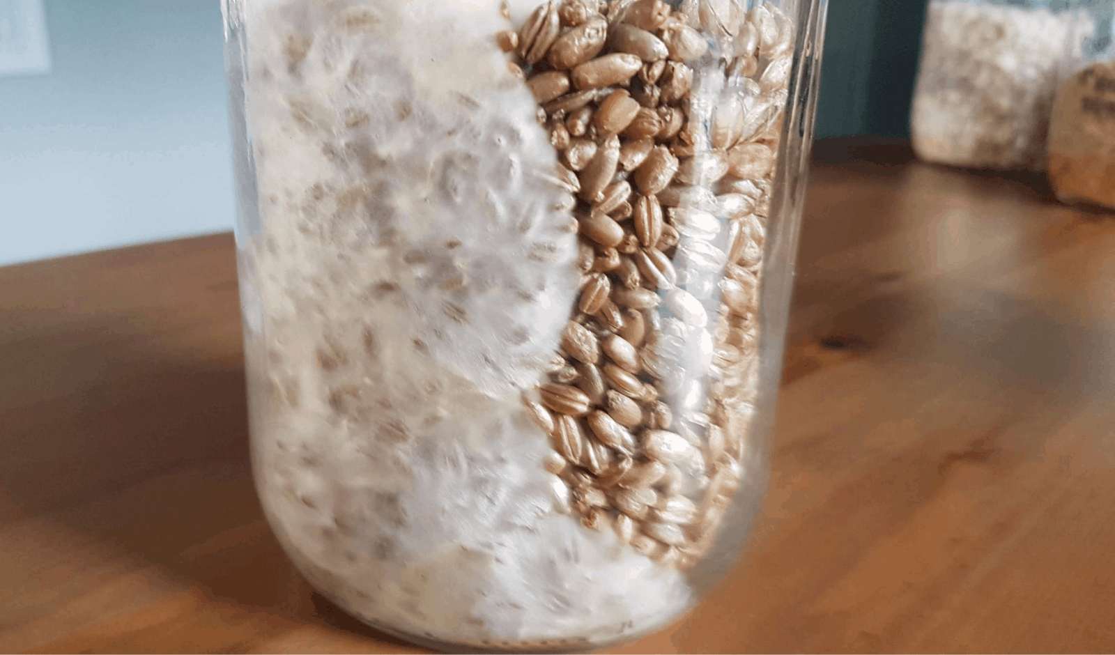 Premium Pink Oyster Mushroom Spawn - 1 Quart Jar