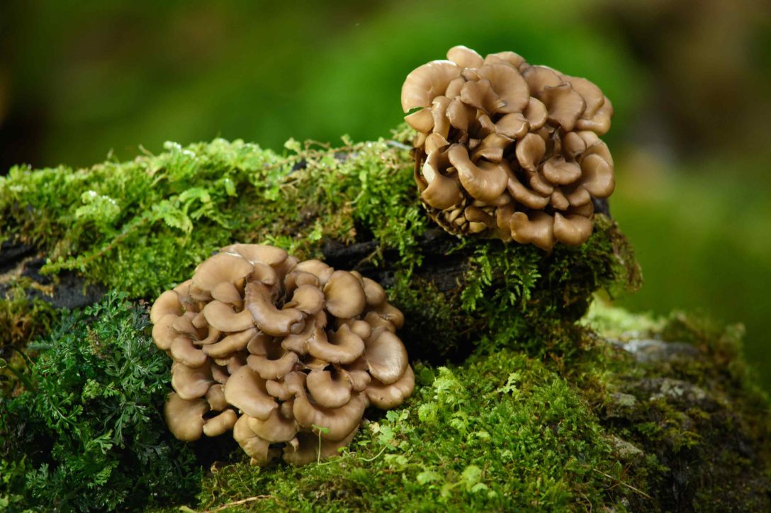 Other Name Of Maitake Mushroom