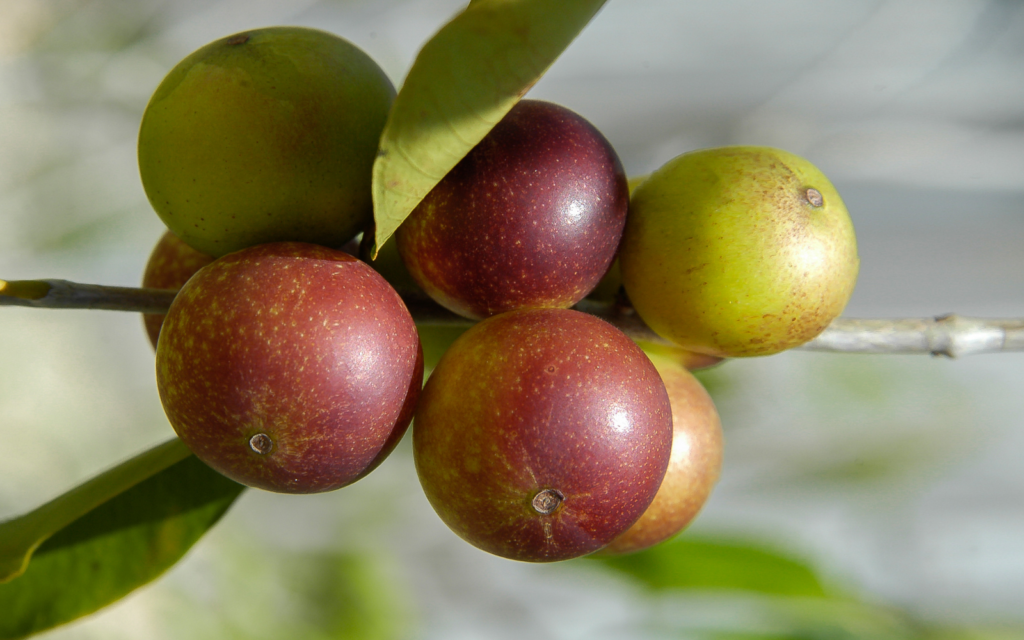 Top 7 Benefits of Camu Camu: A Powerful Superfood - FreshCap Mushrooms