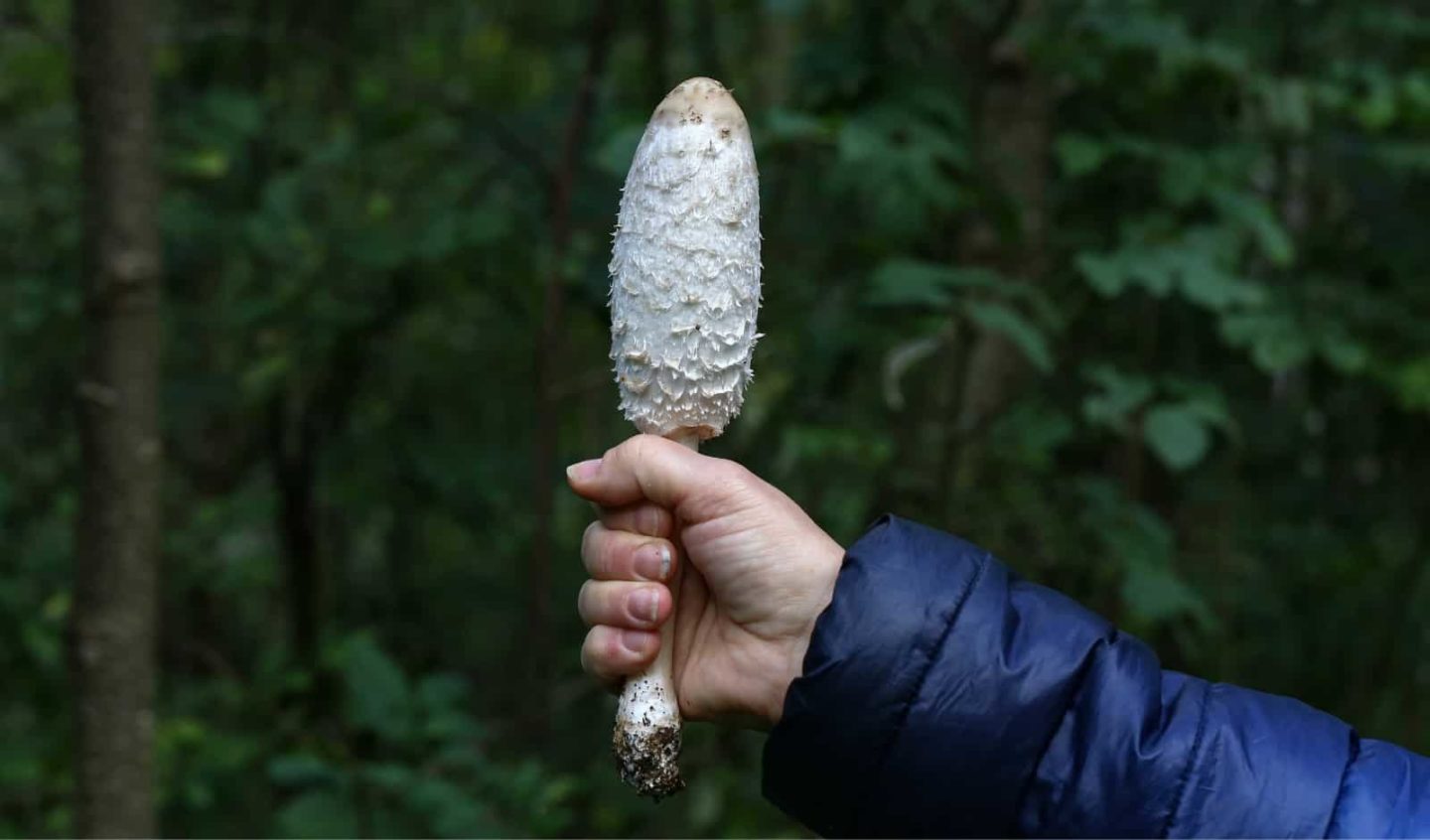 The Shaggy Mane Mushroom – Everything You Need To Know - FreshCap Mushrooms