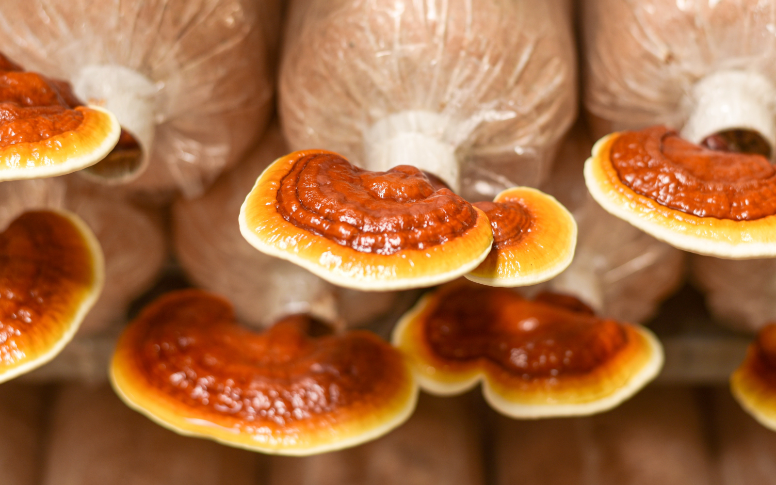 Reishi Mushroom: The Ultimate Guide To Ganoderma Lucidum - FreshCap  Mushrooms