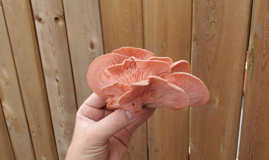 harvesting pink oyster mushrooms