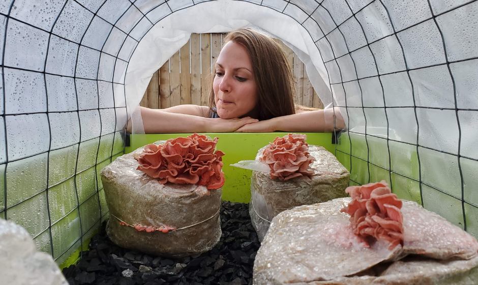 growing pink oyster mushrooms outside in a greenhouse