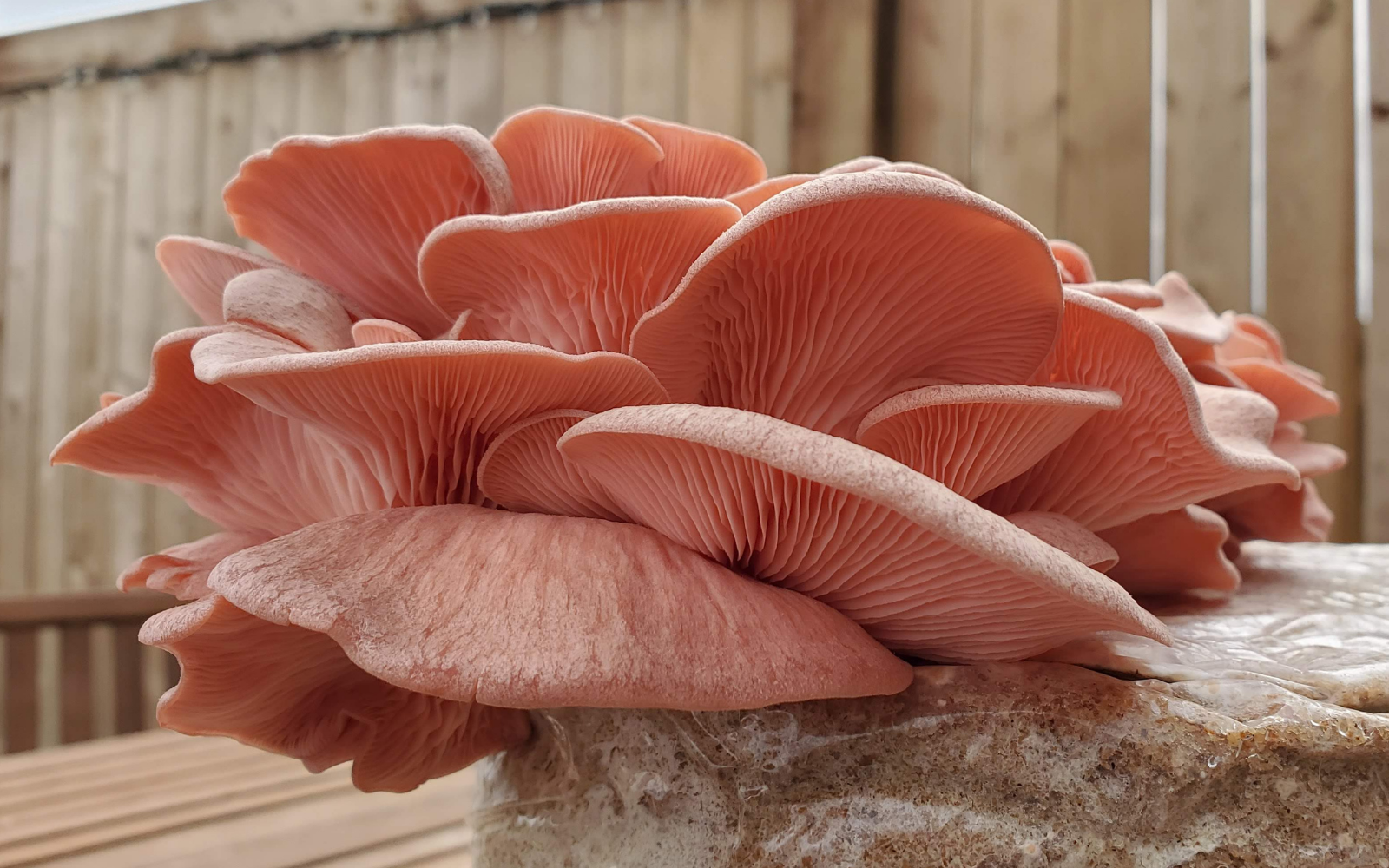 Growing Pink Oyster Mushrooms At Home (Easy Backyard Grow