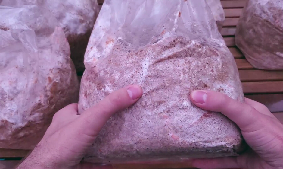 pink oyster mushroom fruiting blocks