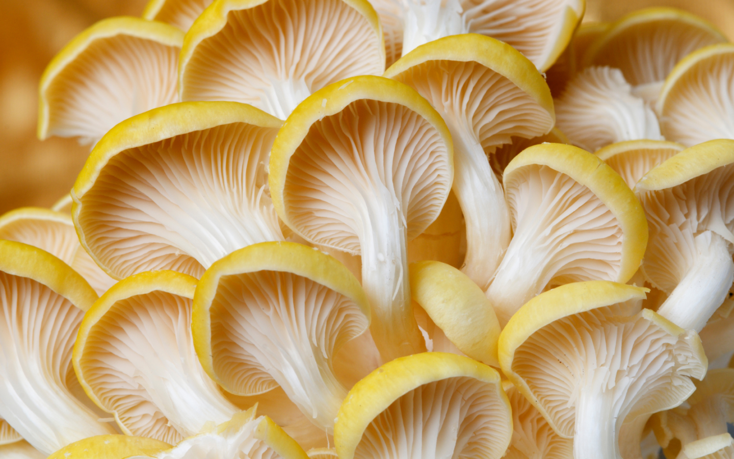 Types Of Oyster Mushrooms Top Types You Need To Know Freshcap Mushrooms ...