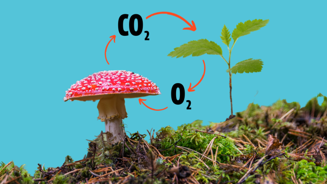 Are Mushrooms A Plant Or Animal? - FreshCap Mushrooms