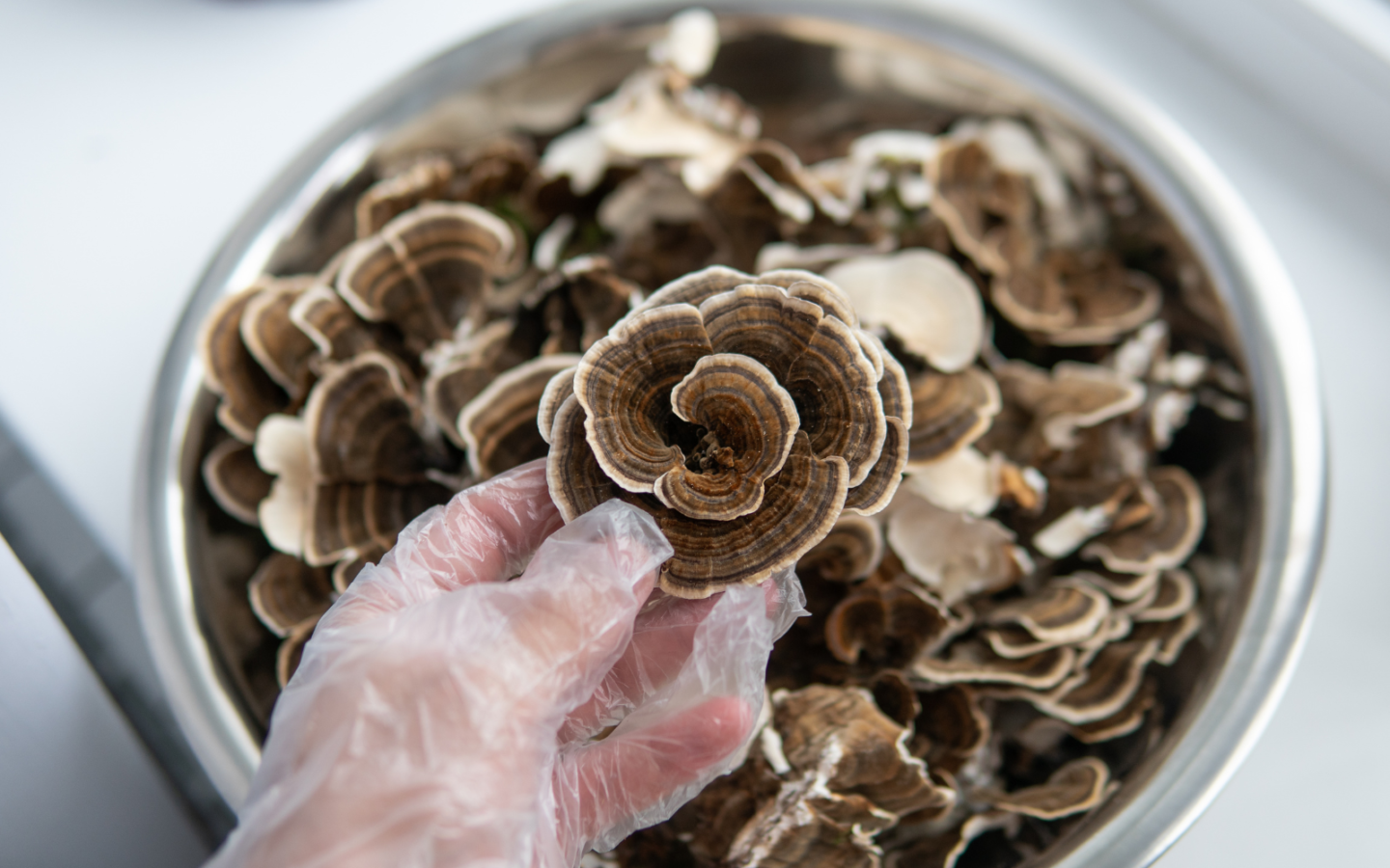 What's The Best Mushroom For Immunity? - FreshCap Mushrooms