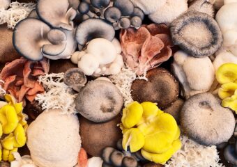 a variety of colorful edible mushrooms