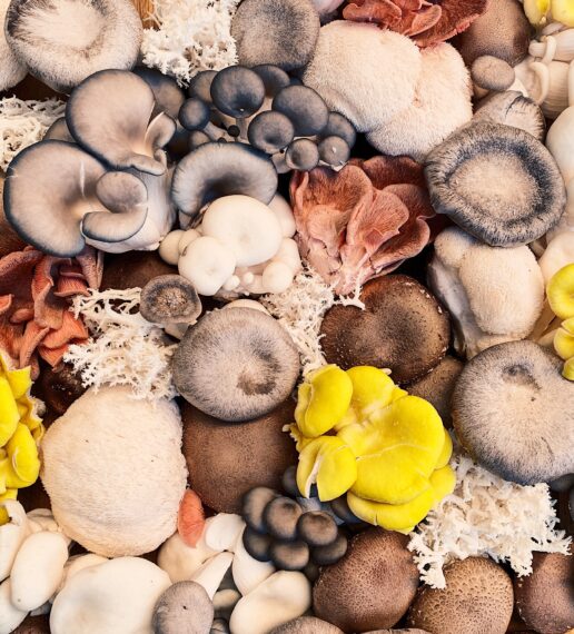 How Mushroom Pre-Workout Can Enhance Your Performance