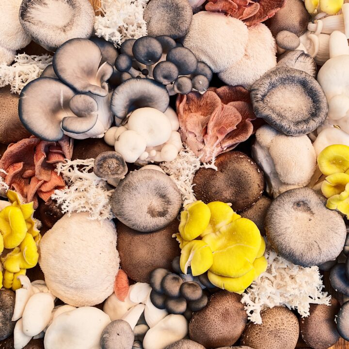 a variety of colorful edible mushrooms